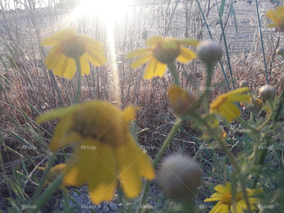 sun shine with daisy