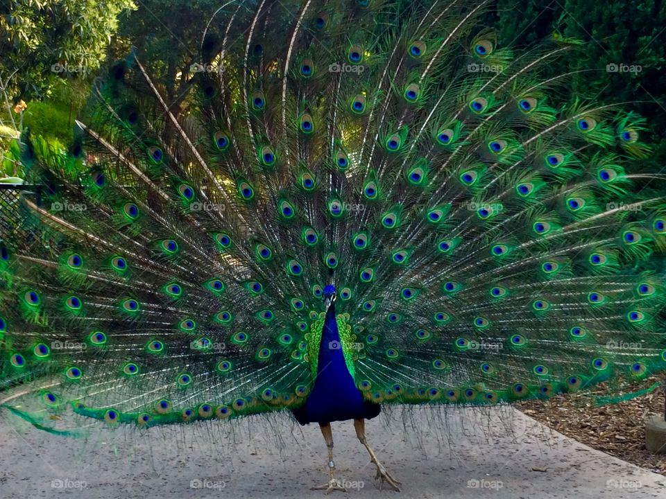 Showgirl peacock