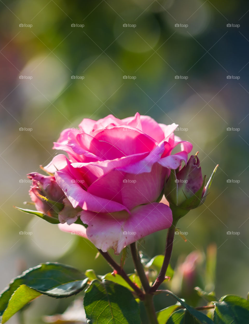 blooming rose in october