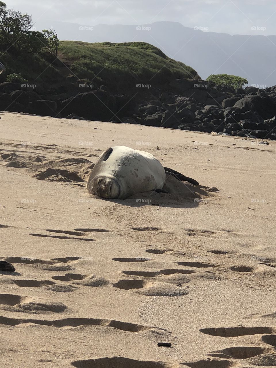 Seal resting on the beach Maui, Hawaii 