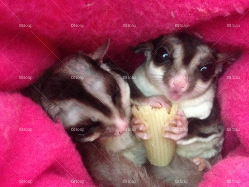 Sugar Gliders sharing a noodle