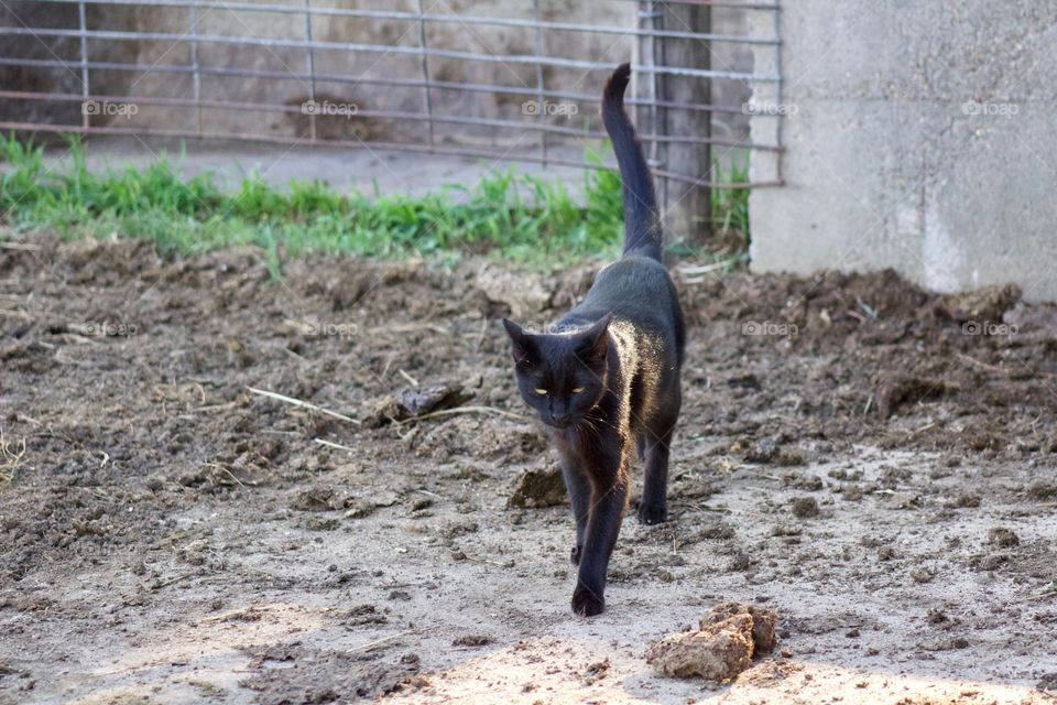 Summer Pets - a curious barn kitty strolls into a cattle enclosure 