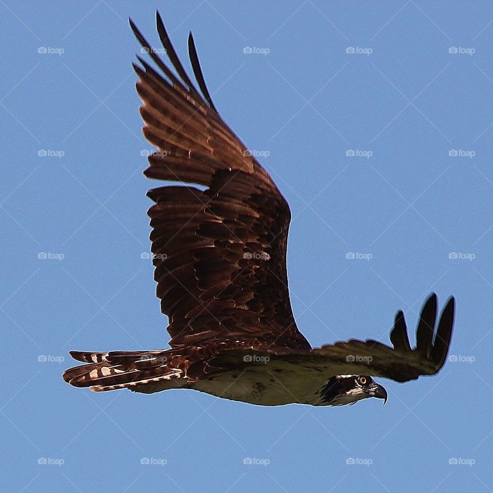 Fish Hawk above Lake Apopka. Lake Apopka Wildlife Drive @ Dinner time