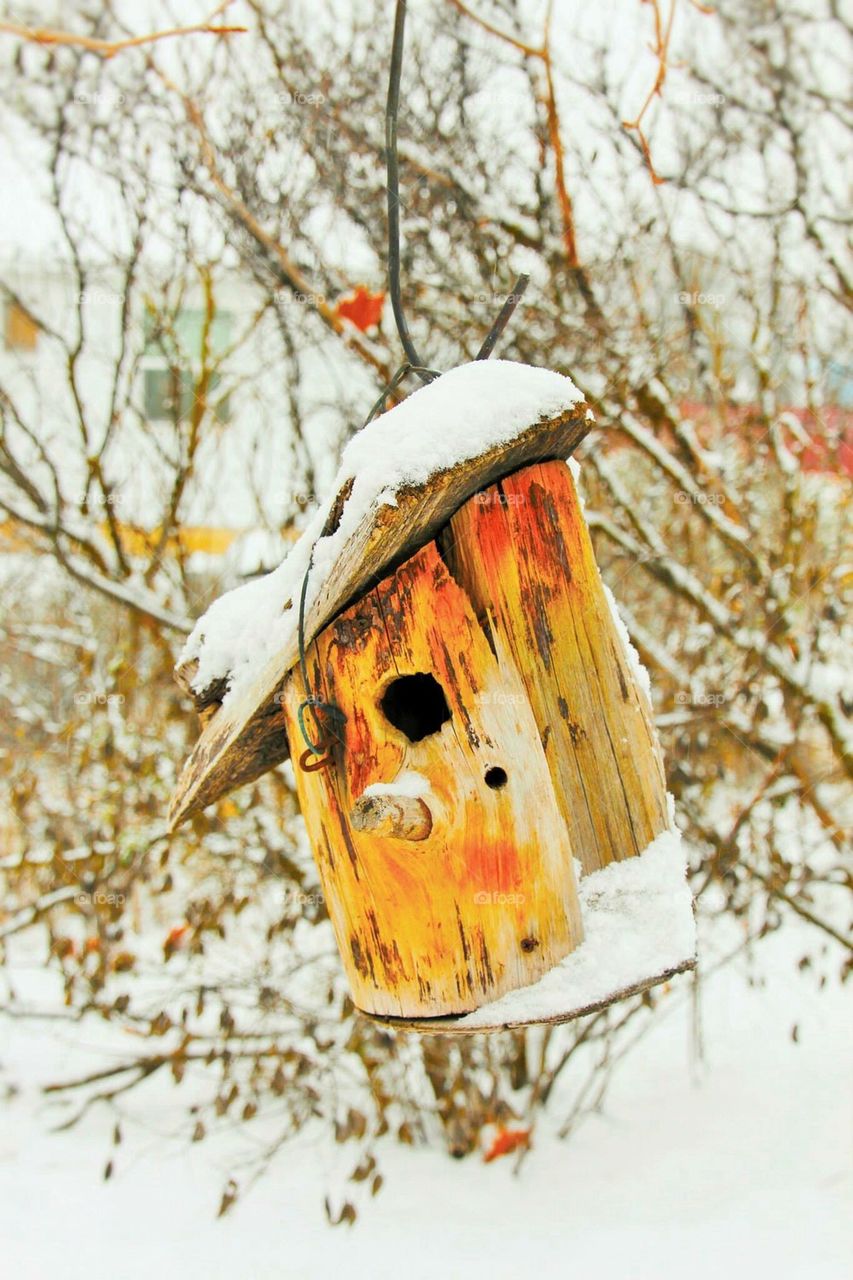 bird house42