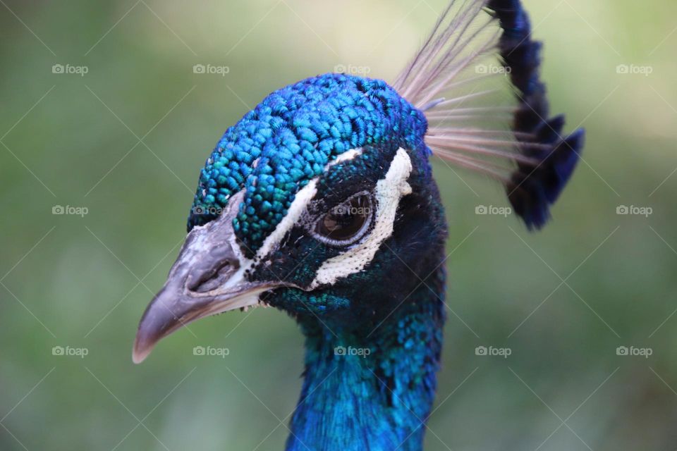 Up close peacock