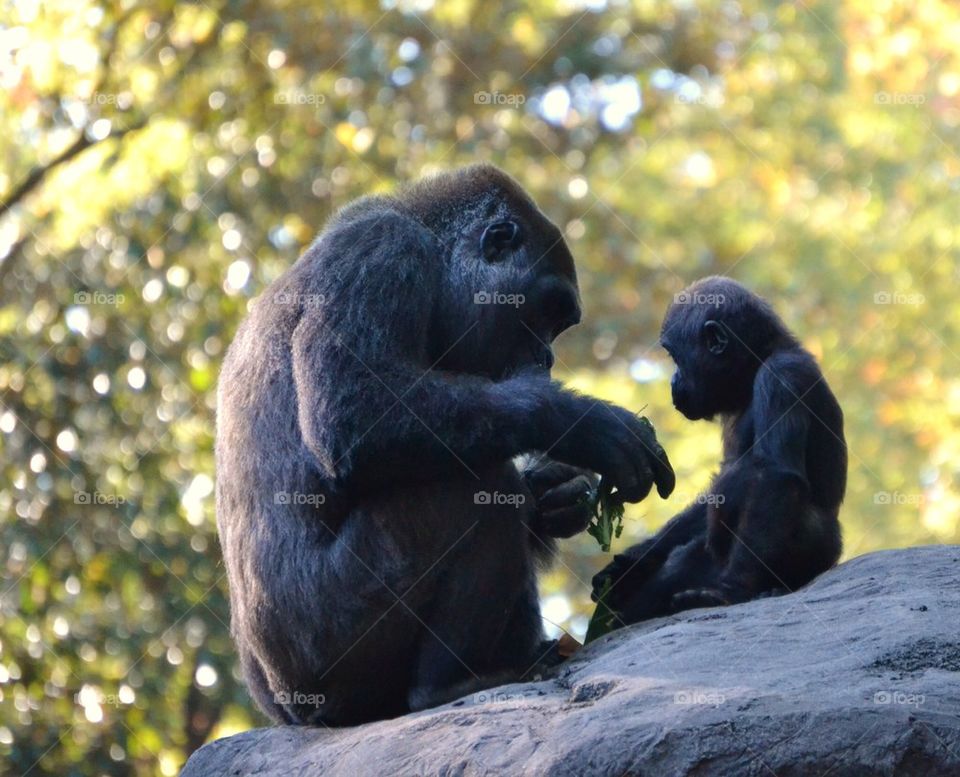 Mother and Child Gorilla
