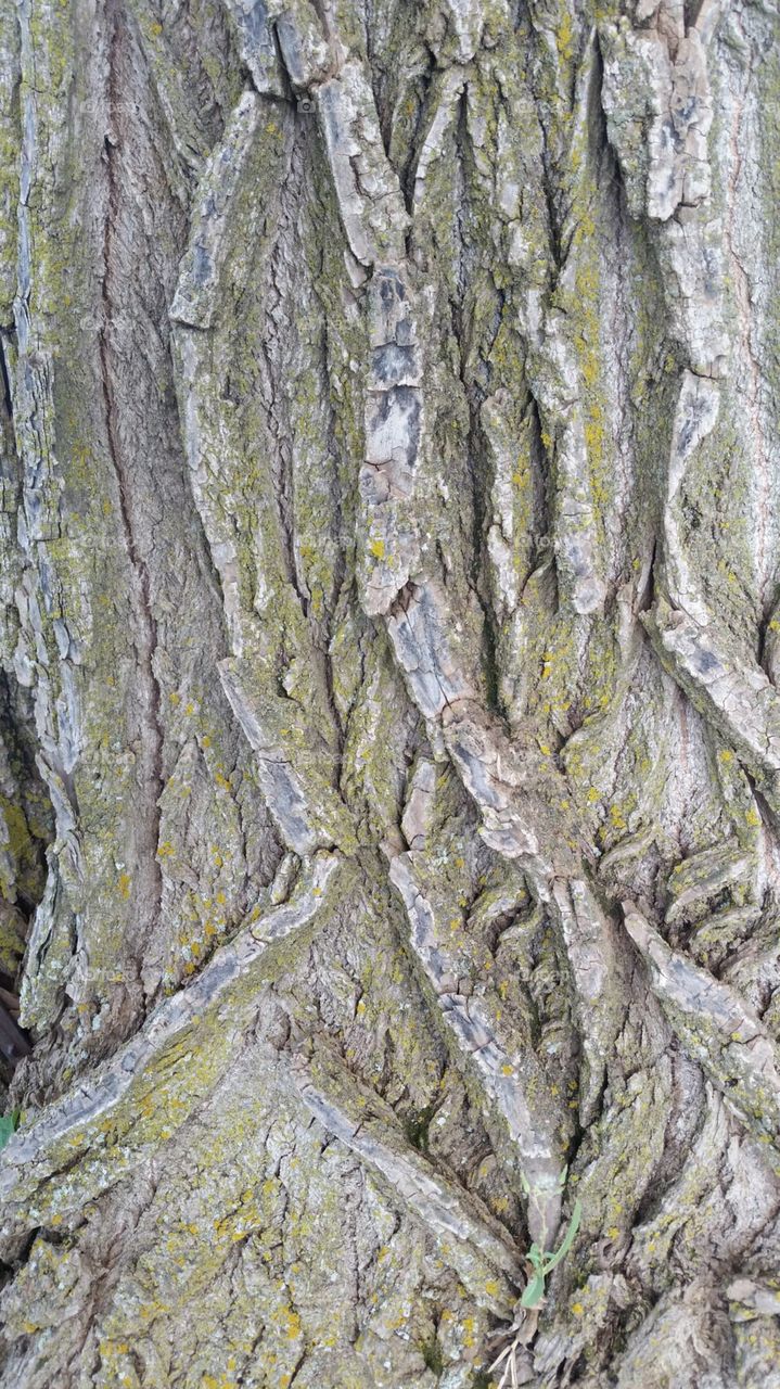 Tree bark 1