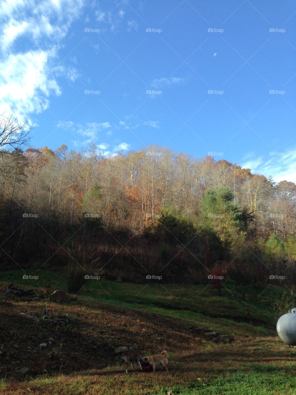 Beattyville Kentucky Mountains and Trees