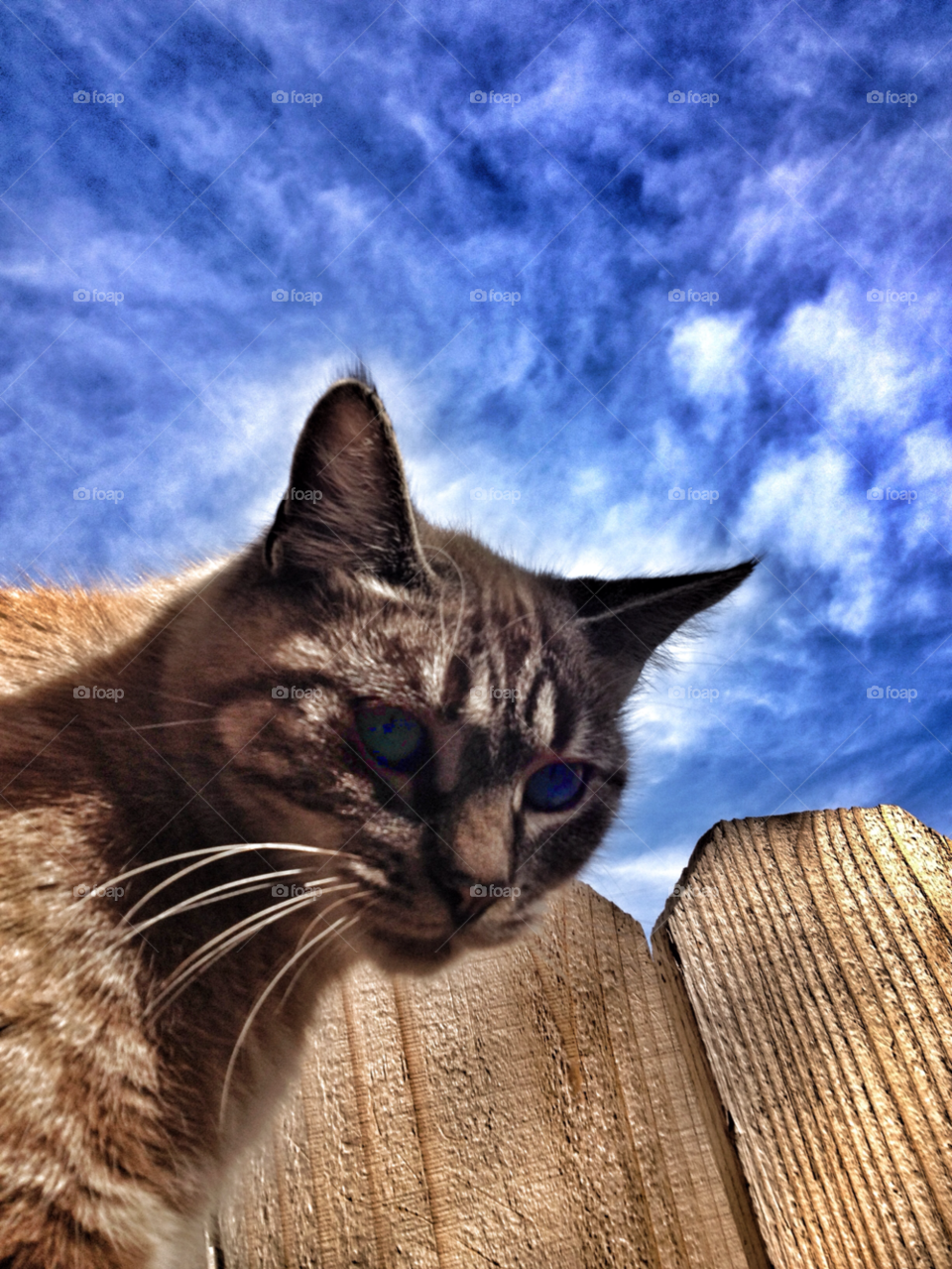 sky blue clouds cat by analia