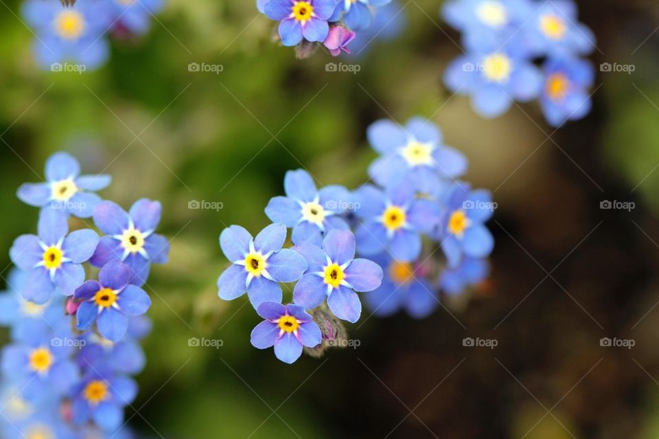 Flowers growing at outdoors