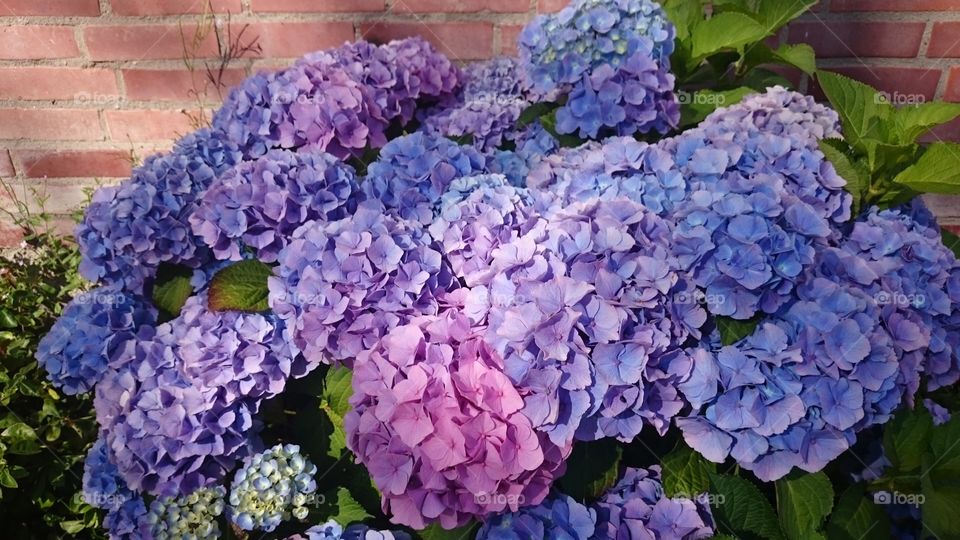 Hydrangeas. Hydrangeas in all colors