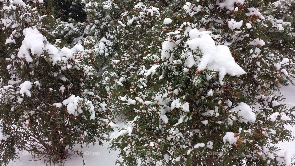 Snowy Branches