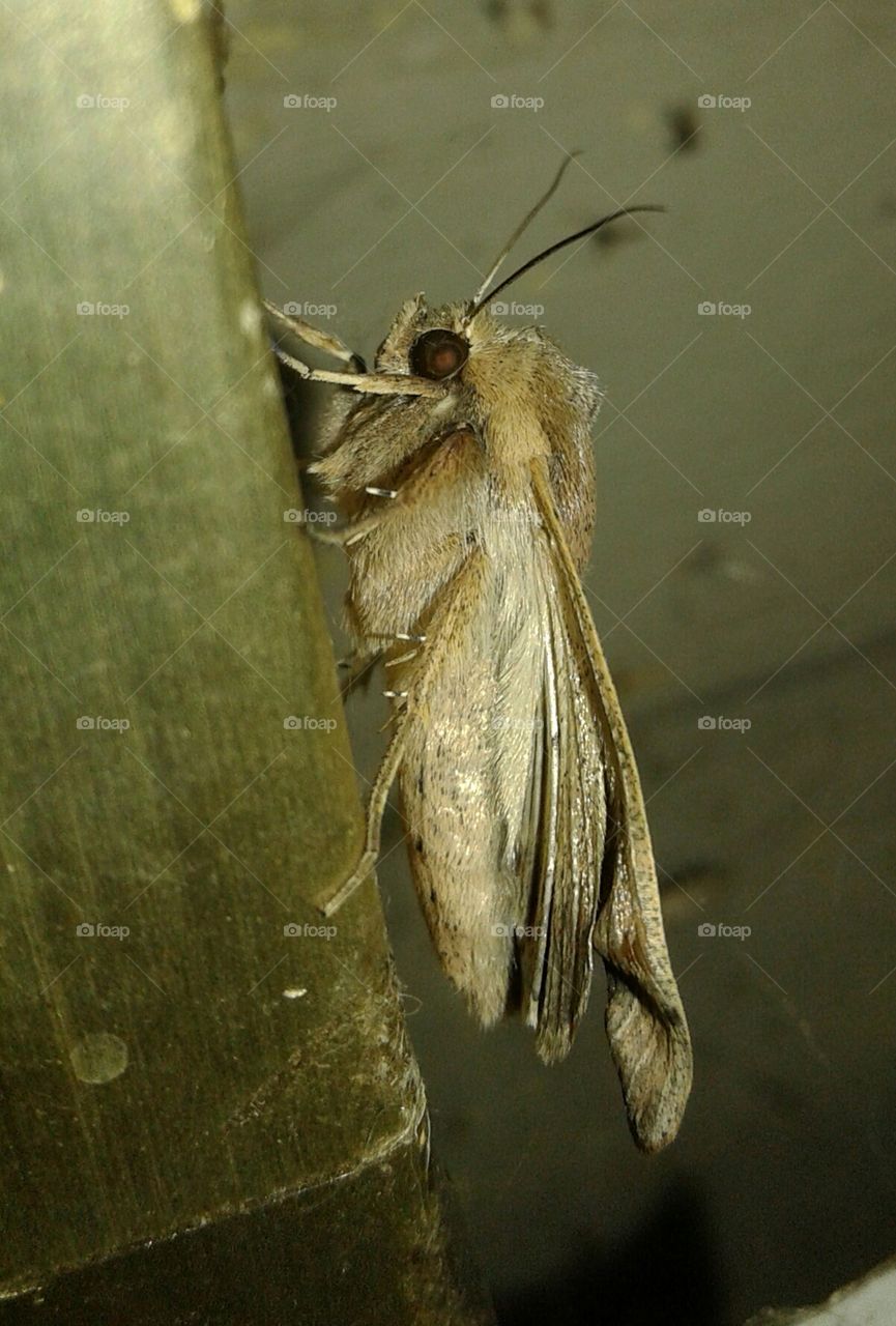 moth closeup