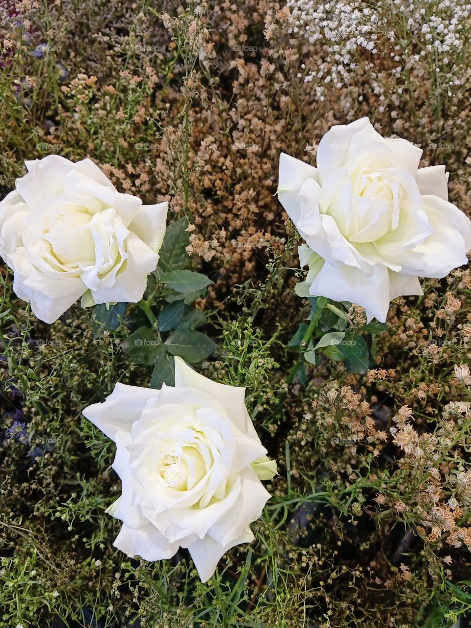 Beautiful white roses