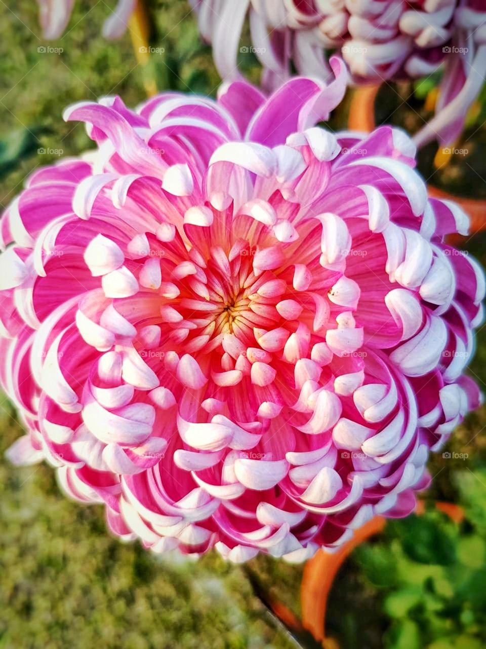 Wow, that flower looks absolutely stunning! The delicate petals and lush foliage create such a vibrant and beautiful combination. It's like a work of art in nature.