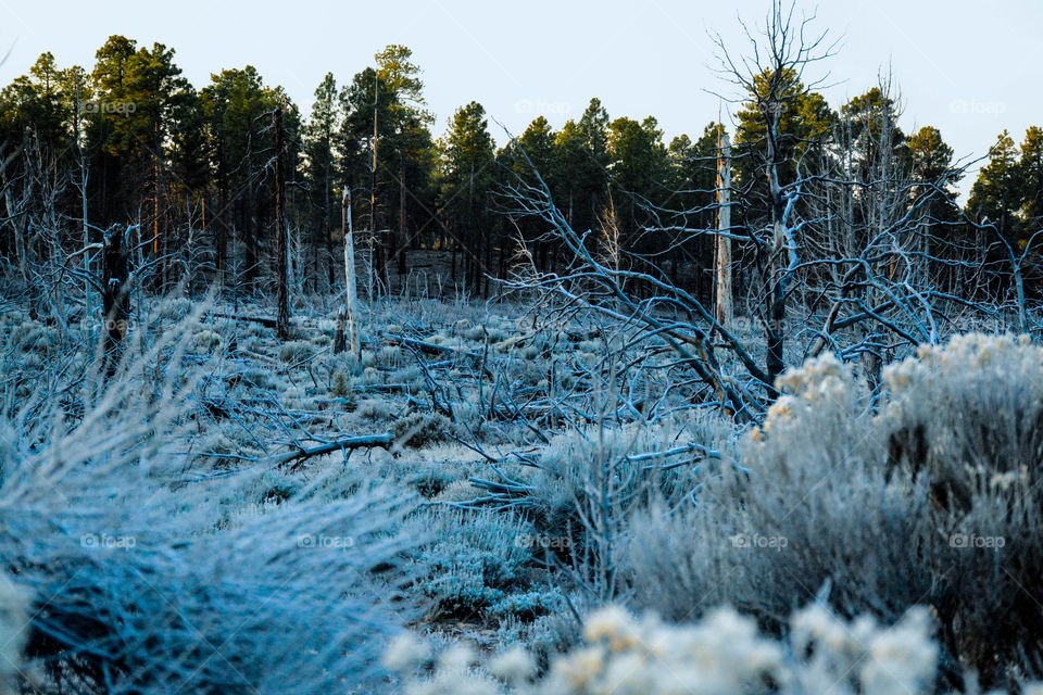 Frozen woods