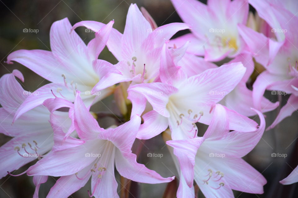 Sweet pink flowers