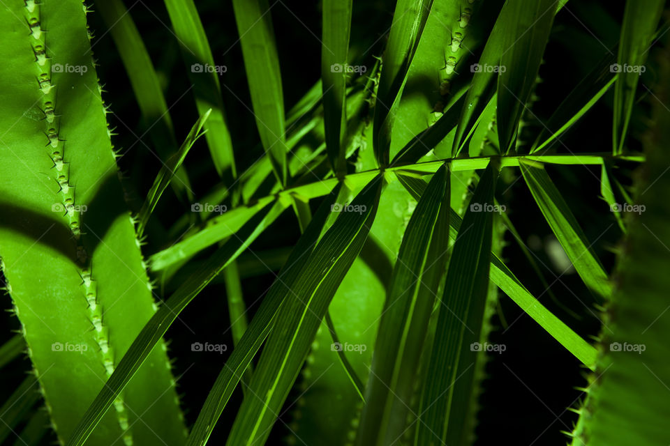 Illuminated palm leaves on the Canary Islands.