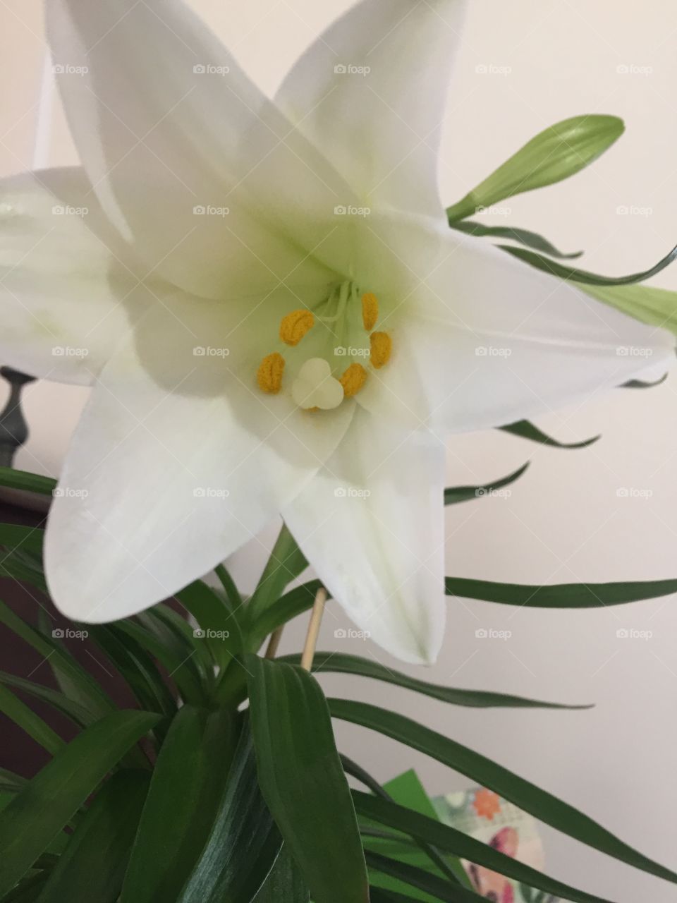 Easter Lilly 