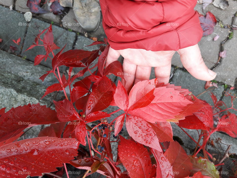 Red leaves, red sleeve