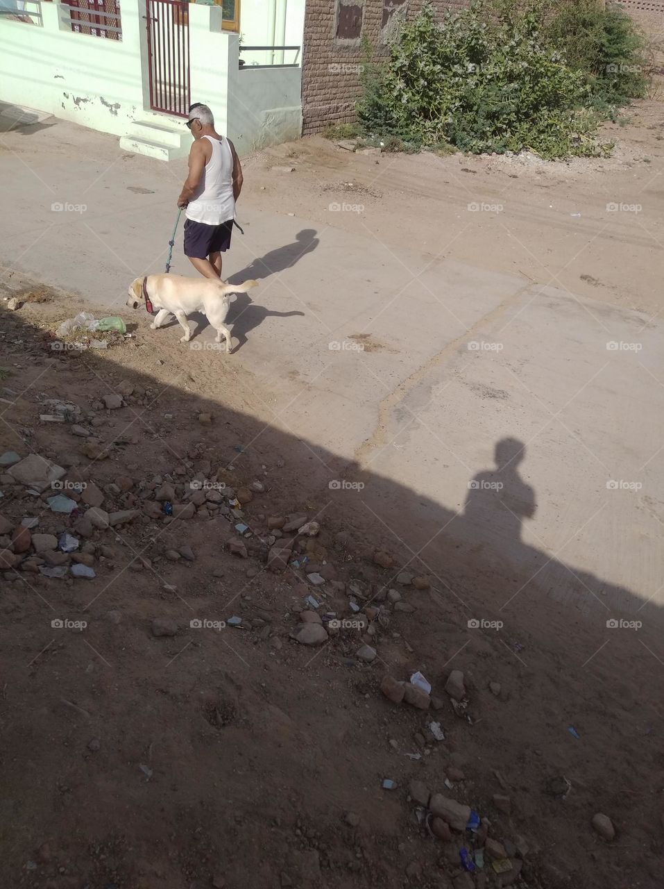 a man with his pet animal dog walking,it shows the bonding of both,white colour, pink nostril