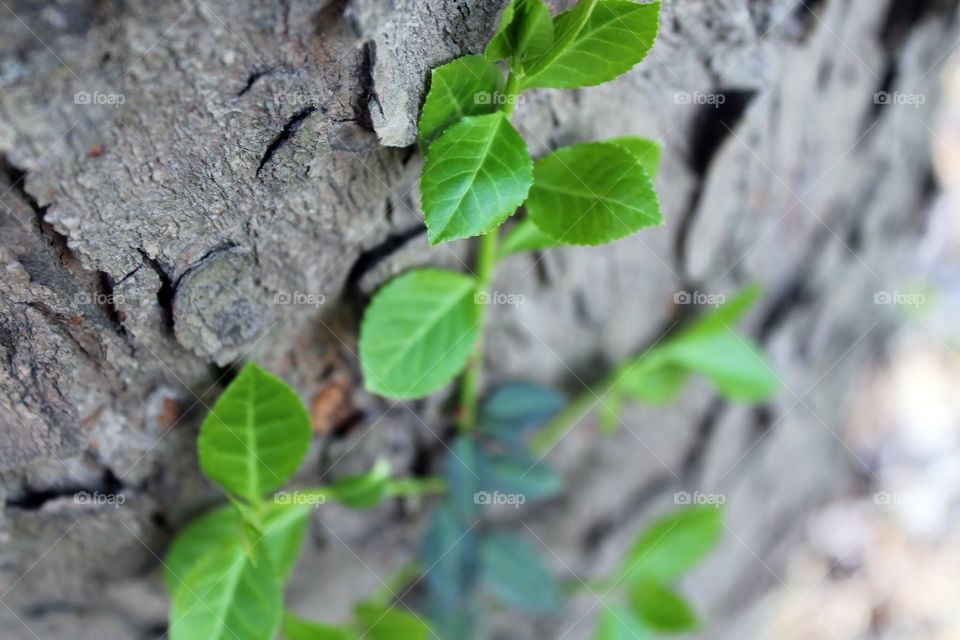 Leaf, Flora, Nature, Growth, Tree