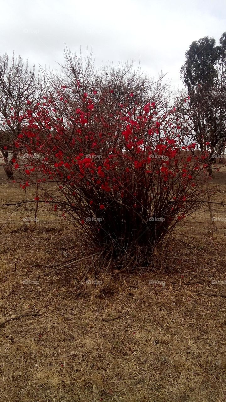Red blossoms