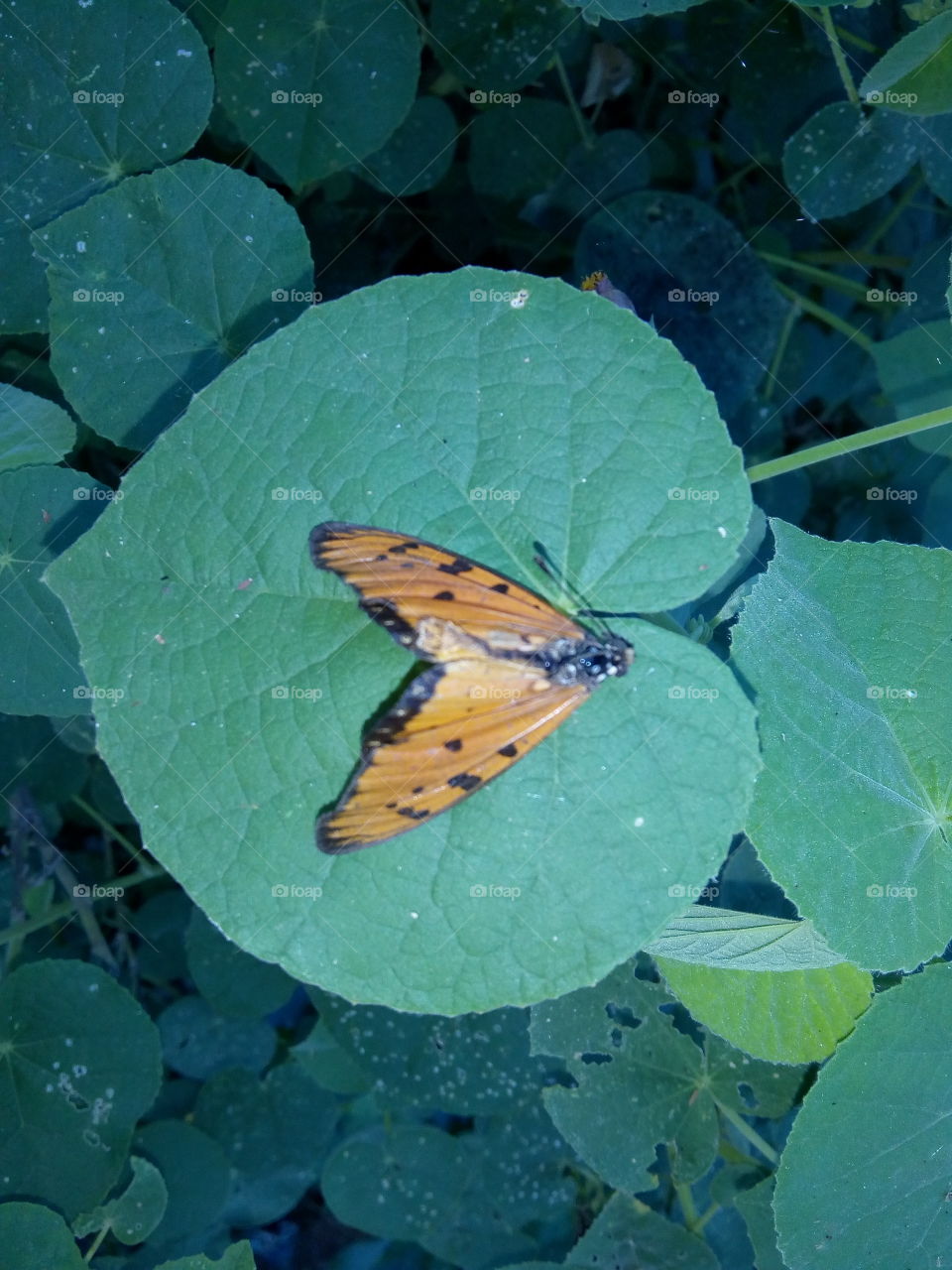 death butterfly