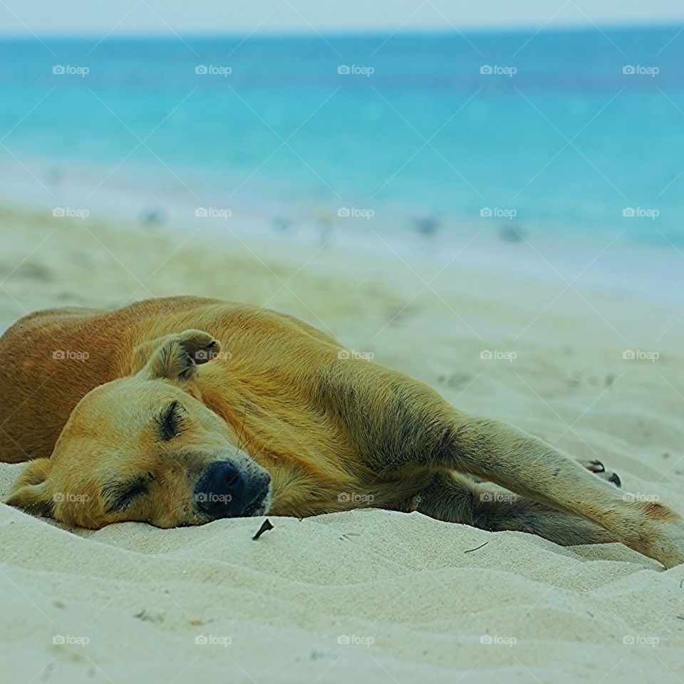 If I came back reincarnated as a stray dog this is where I'd be posted