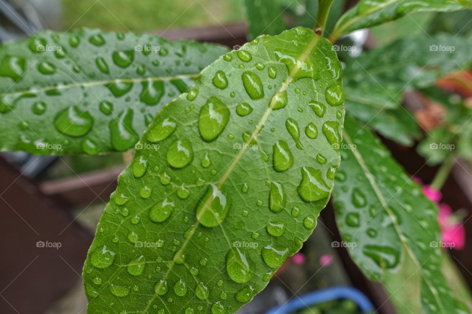 Overhead view of water drop on leaf