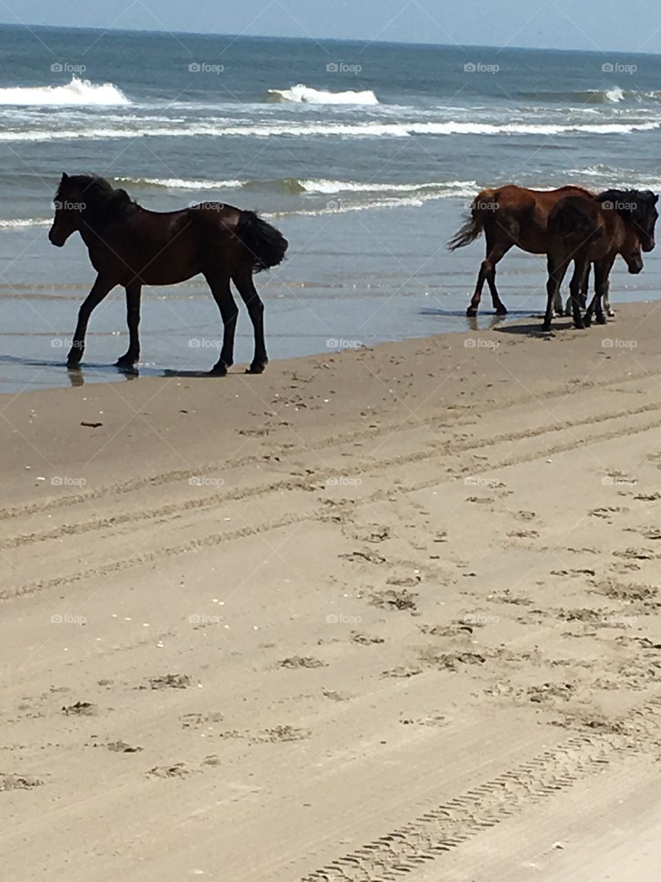 Wild horses on beach 