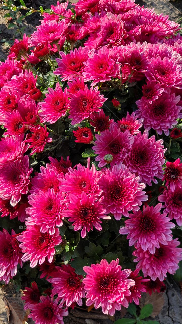 pink chrysanthemum