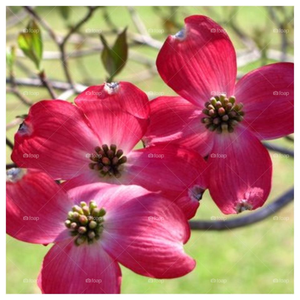 Pink Dogwood