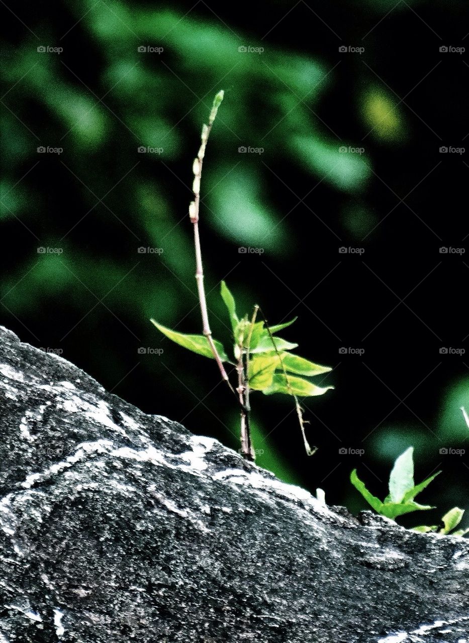 Growing on a rock