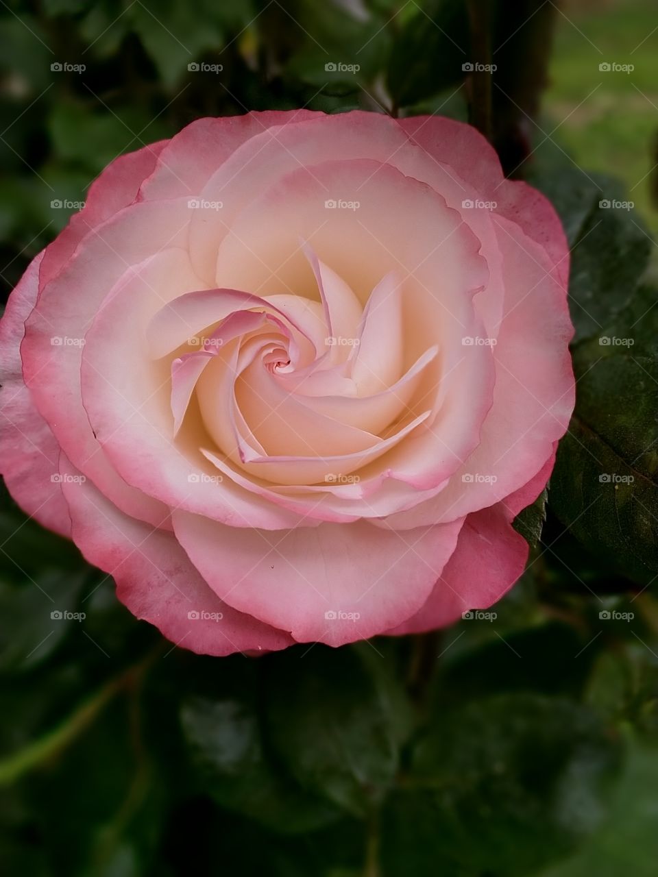 rose amazing!