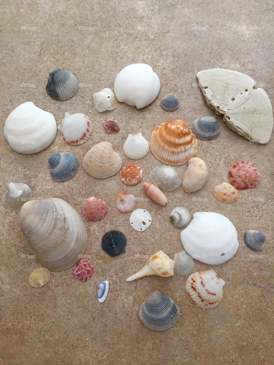 Seashells