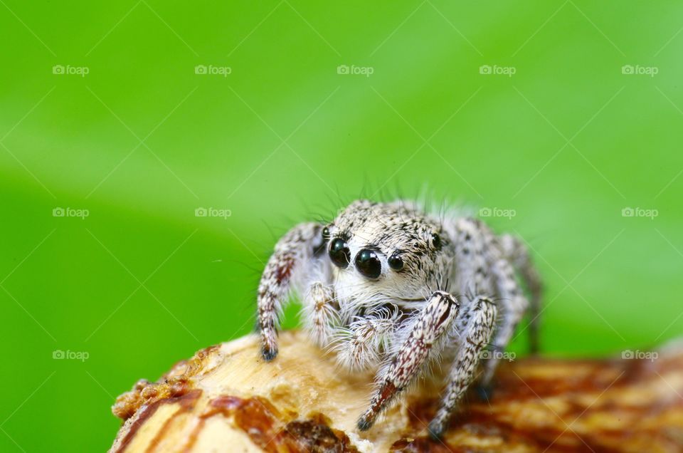 Macro shot of a jumping spider.