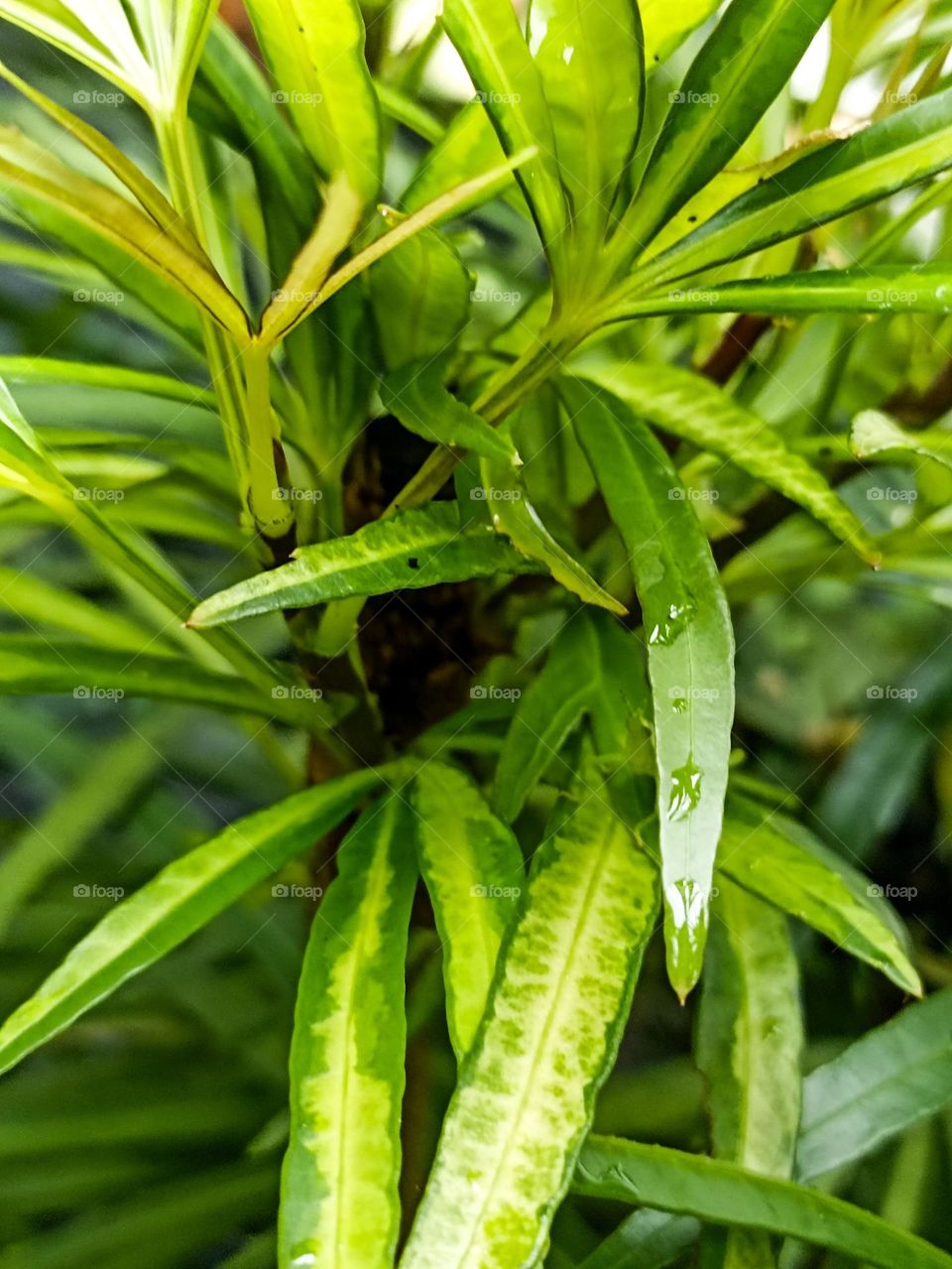 Close-up of wet, shiny green leaves, varying in light and dark green. Water droplets reflecting light add to the beauty of these fresh-looking leaves