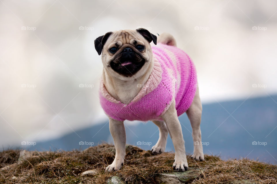 Cute pug dog dressed with small jacket 
