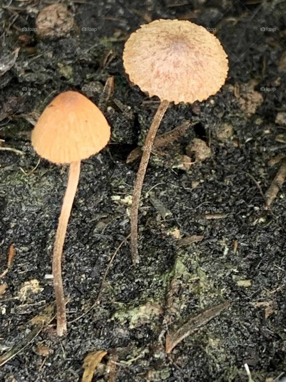 Your Best Macro shot , My garden (Countryside)