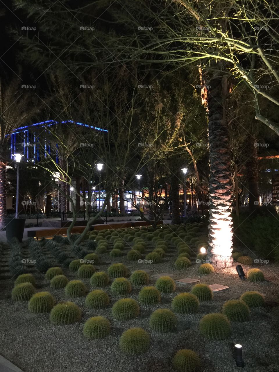 Night
Cactus 