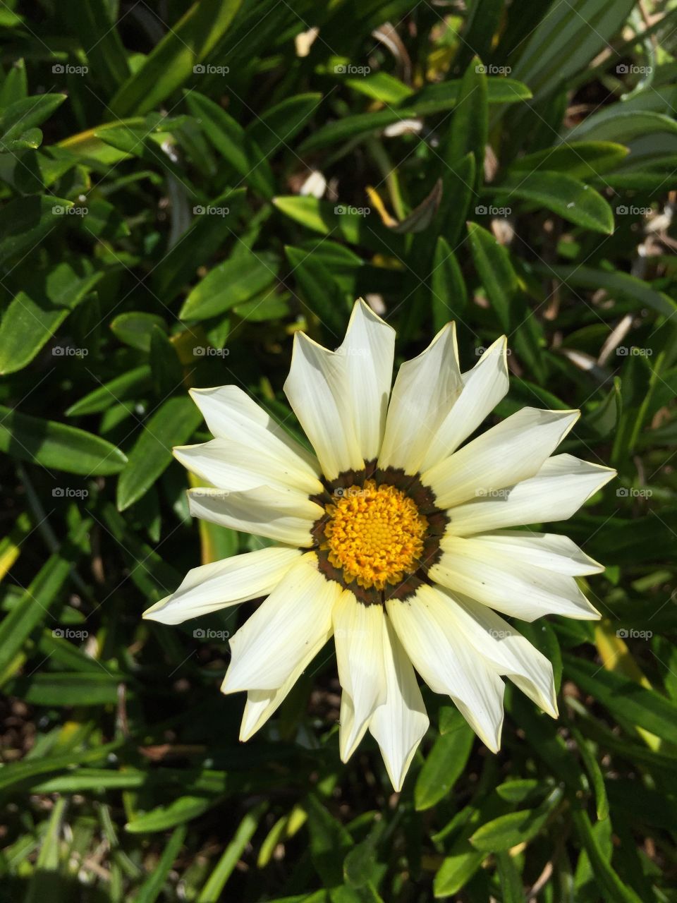 Big daisy Madeira 
