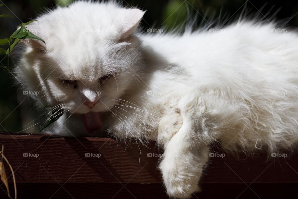 Persian Cat Sunbathing 