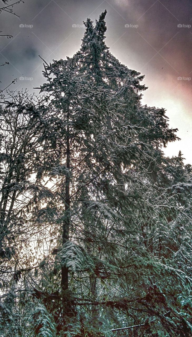 Dusted trees