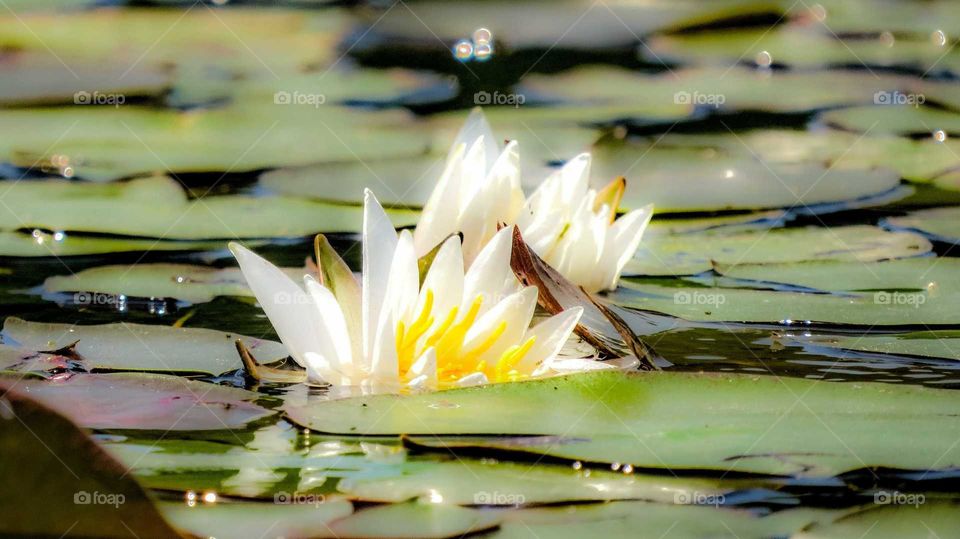 Lily and Lilypads from kayak