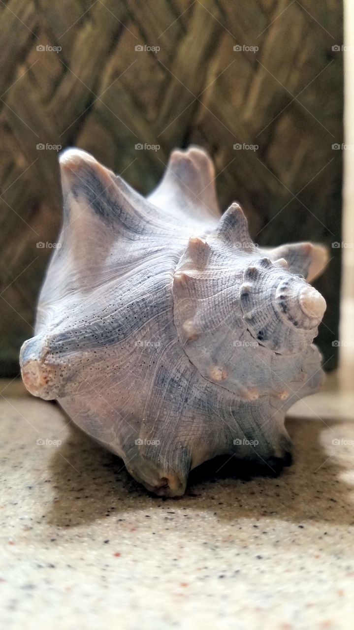 closeup of conch shell