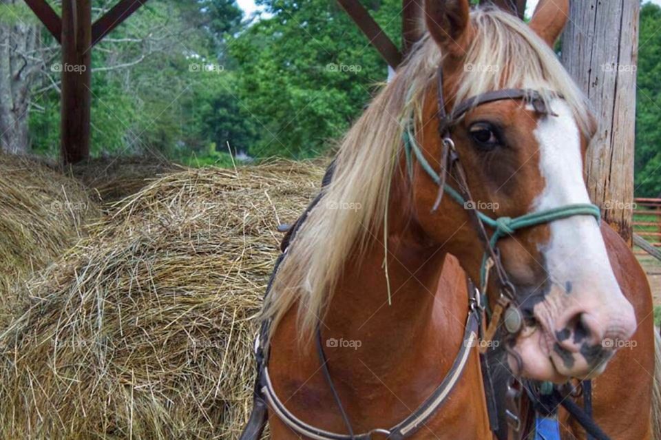 A horse up close 