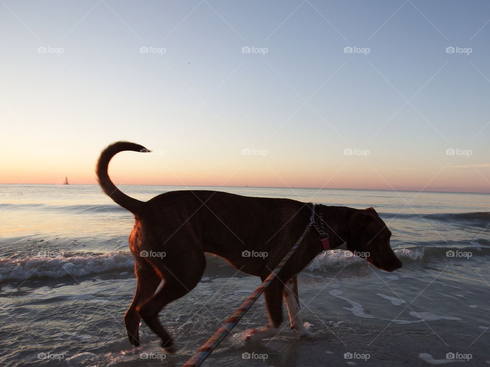 Beach dog 