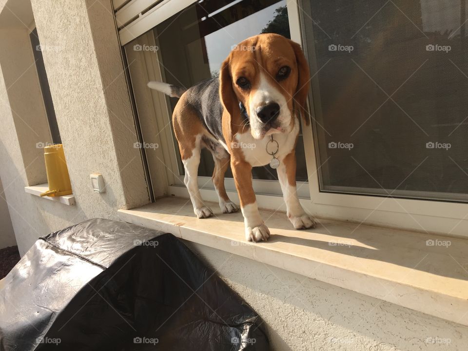 Beagle life! 