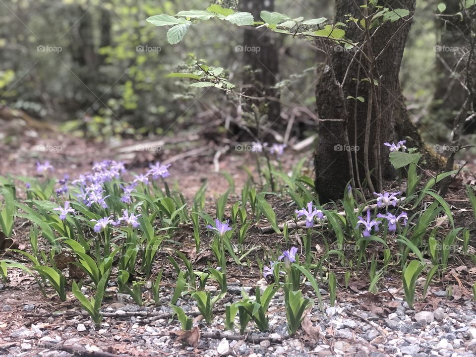 Spring Hike (happy flowers)